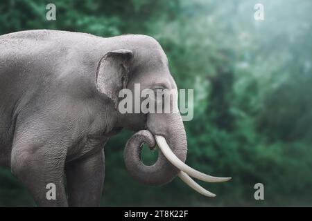 Éléphant asiatique mâle (elephas maximus) Banque D'Images