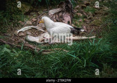 Vautour égyptien blanc (neophron percnopterus) Banque D'Images