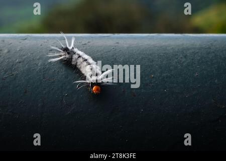 Chenille noire et blanche (Halysidota sp.) Banque D'Images