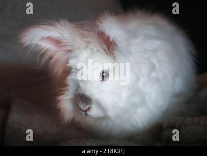 Beau lapin angora blanc moelleux Banque D'Images