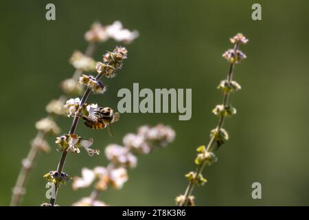 Abeille sur une fleur Banque D'Images