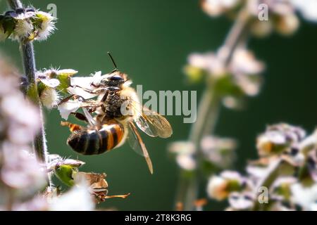 Abeille de miel des basses terres de l'Afrique de l'est (Apis mellifera scutellata) Banque D'Images