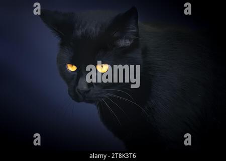 Portrait de chat noir sur un fond bleu Banque D'Images