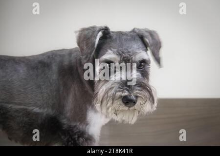 Chien Schnauzer miniature sel et poivre Banque D'Images