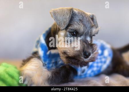 Chien chiot Schnauzer miniature sel et poivre Banque D'Images