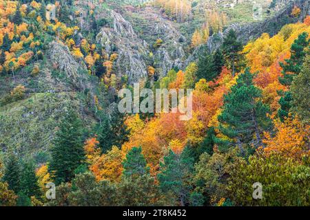 Beau paysage d'automne de Poço do Inferno à Serra da Estrela près du village de Manteigas au Portugal, avec des arbres de différentes couleurs. Banque D'Images