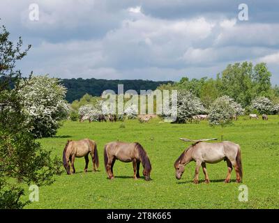 Konik Horse, Konik, Polish Konik (Equus przewalskii F. caballus), koniks paissant sur un pâturage avec des buissons d'aubépine fleuris, pays-Bas, Banque D'Images