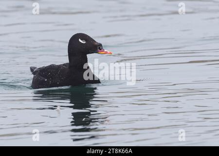 Scoter de Sibérie, Scoter à ailes blanches (Melanitta stejnegeri), mâle adulte, Japon, Hokkaido Banque D'Images