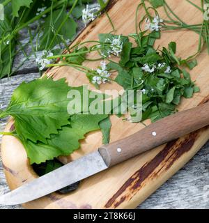 Moutarde à l'ail, haie ail, Jack-by-the-haie (Alliaria petiolata), moutarde à l'ail récoltée hachée avec un couteau Banque D'Images