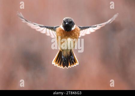 Stonechat commun, stonechat européen (Saxicola rubicola, Saxicola torquata rubicola), mâle en vol, vue de face, Italie, Toscane Banque D'Images