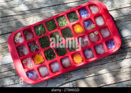 glaçubes faites avec des herbes printanières et des fleurs Banque D'Images