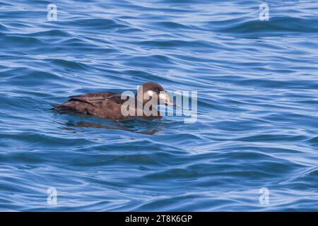 Scoter de Sibérie, Scoter à ailes blanches (Melanitta stejnegeri), natation féminine, Japon, Hokkaido Banque D'Images