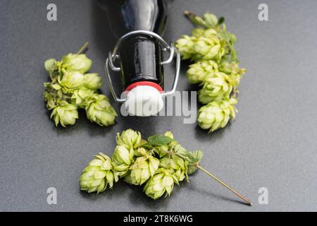 Houblon commun (Humulus lupulus), bouteille de bière et cônes de houblon Banque D'Images