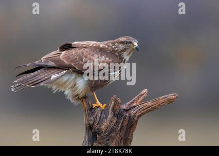 Buzzard eurasien, buzzard commun (Buteo buteo), perché sur une souche d'arbre, vue latérale, Italie, Toscane Banque D'Images