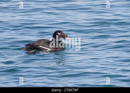 Scoter de Sibérie, Scoter à ailes blanches (Melanitta stejnegeri), natation masculine, Japon, Hokkaido Banque D'Images