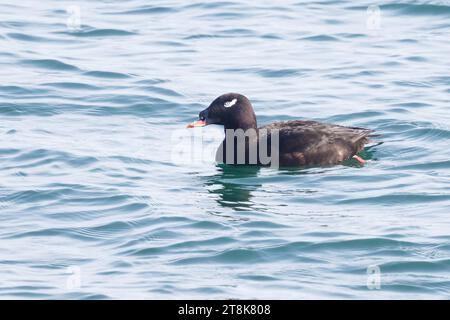 Scoter de Sibérie, Scoter à ailes blanches (Melanitta stejnegeri), natation masculine, Japon, Hokkaido Banque D'Images