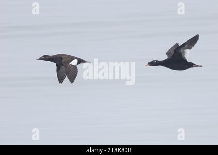 Scoter de Sibérie, Scoter à ailes blanches, Scoter de Stejneger (Melanitta stejnegeri), couple en vol, vue latérale, Japon, Hokkaido Banque D'Images