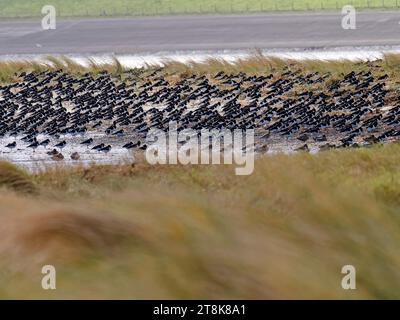 Huissier paléarctique, huissier eurasien, huissier à pied commun, huissier à huissier (Haematopus ostralegus), troupeau entre les dunes, Banque D'Images