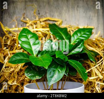 Café arabe (Coffea arabica), en pot de fleurs Banque D'Images