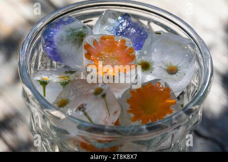 glaçubes faites avec des herbes printanières et des fleurs dans un verre d'eau Banque D'Images