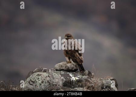 Buzzard commun dans les montagnes des Rhodopes. Buteo buteo dans les montagnes rocheuses en hiver. Buzzard brun commun près de la proie. Banque D'Images