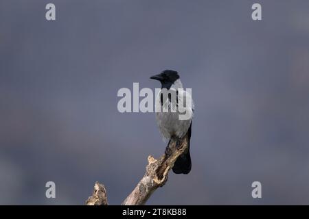 Corbeau commun dans les montagnes des Rhodopes. Corvus corax dans les montagnes rocheuses en hiver. Oiseau noir est cawing sur le dessus de la pierre. Banque D'Images