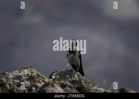 Corbeau commun dans les montagnes des Rhodopes. Corvus corax dans les montagnes rocheuses en hiver. Oiseau noir est cawing sur le dessus de la pierre. Banque D'Images