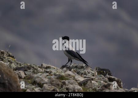 Corbeau commun dans les montagnes des Rhodopes. Corvus corax dans les montagnes rocheuses en hiver. Oiseau noir est cawing sur le dessus de la pierre. Banque D'Images