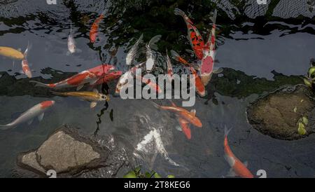 Koi pêche dans l'étang Banque D'Images