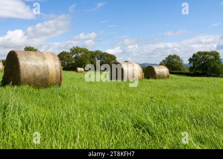 Balles de foin dans un champ agricole dans Somerset, Angleterre, GB Banque D'Images