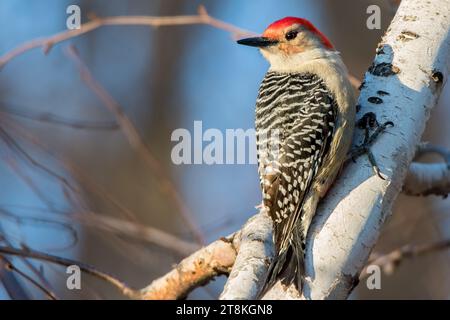 Gros plan le pic à ventre rouge (Melanerpes carolinus) perché sur un bouleau blanc dans la forêt nationale de Chippewa, nord du Minnesota, États-Unis Banque D'Images