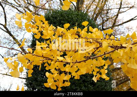 Feuilles de ginkgo jaune vibrant à Autumm Banque D'Images