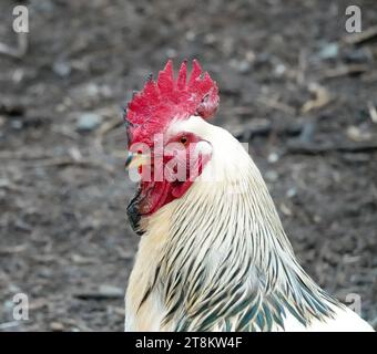 Portrait de tête et épaules d'un coq blanc sur un fond gris flou Banque D'Images