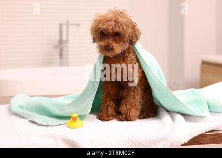 Mignon chien Maltipoo enveloppé dans une serviette et canard en caoutchouc dans la salle de bain. Adorable animal de compagnie Banque D'Images