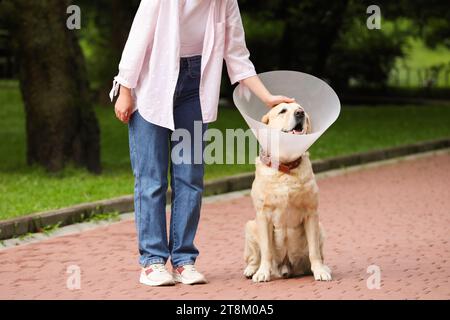 Femme caressant son adorable chien Labrador Retriever dans un collier élisabéthain à l'extérieur, gros plan Banque D'Images