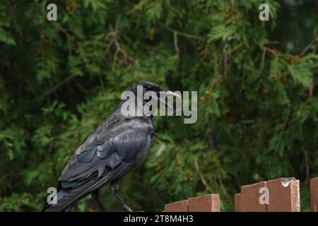 Un corbeau perché sur une clôture en bois rougeâtre devant un fond de pins. Banque D'Images