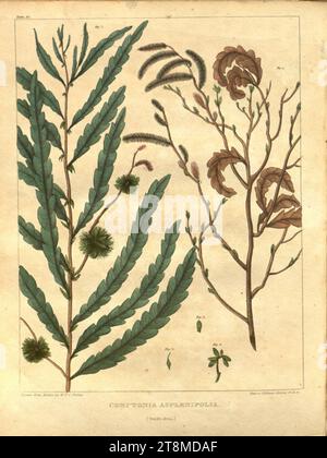 Vegetal materia medica des États-Unis, Or, botanique médicale (Tableau 19) Banque D'Images