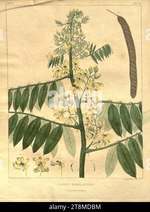 Vegetal materia medica des États-Unis, Or, botanique médicale (Tableau 12) Banque D'Images