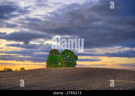 Le soleil se couche sur cette paisible vue sur la campagne avec des arbres en arrière-plan jetant une teinte orange-rose sur tout, car il s'estompe lentement Banque D'Images