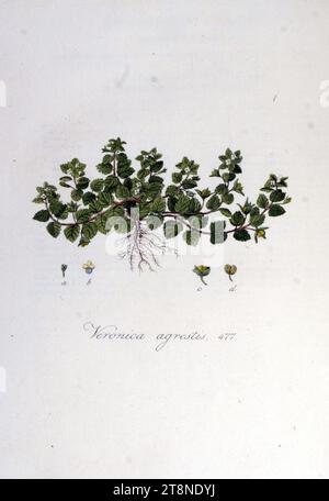 Veronica agrestis - Flora Batava - Volume v6. Banque D'Images