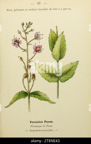 Veronica ponae - Nouvelle flore coloriée de poche des Alpes et des Pyrénées - v.3 - pl. 67. Banque D'Images