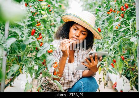 Une agricultrice noire utilise une tablette numérique pour inspecter les tomates Banque D'Images