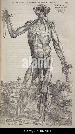 Vesalius Fabrica p187. Banque D'Images