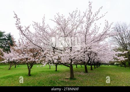 Grands cerisiers avec beaucoup de fleurs blanches en pleine fleur dans le jardin japonais du parc du Roi Michael I (ancien Herastrau) à Bucarest, Roumanie, in Banque D'Images