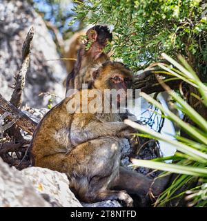 Macaques de Barbarie (Macaca sylvanus), Magot dans les buissons, vie libre, réserve naturelle de Upper Rock, Rocher de Gibraltar, Gibraltar Banque D'Images