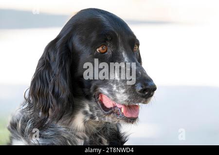 Grand Muensterlander, chien (Canis lupus familiaris), chien de chasse, chien pointant, race de chien, portrait d'animal, Autriche Banque D'Images