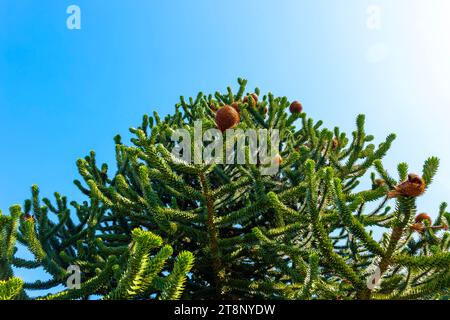 Beau PIN serpent ou arbre de singe avec cône (Araucaria araucana) contre ciel bleu clair dans une journée d'été ensoleillée à Lugano, Tessin, Suisse Banque D'Images