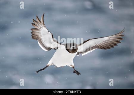 Razorbill (Alca torda) en vol près de Schneefa, Hornoya Island, Hornoya, Vardo, Varanger Peninsula, Troms og Finnmark, Norvège Banque D'Images