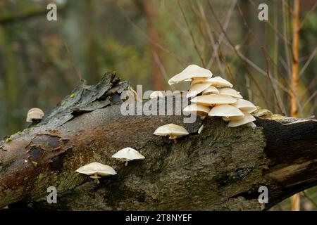 Groupe de moisissures de boue (Oudemansiella mucida) sur un tronc mort d'un hêtre cuivré (Fagus sylvatica). Allemagne, Brandebourg, Liepe Banque D'Images