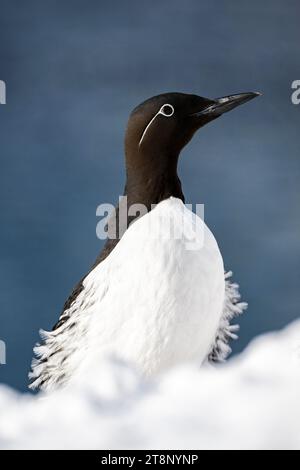 guillemot commun (Uria aalge) dans la neige, Hornoya Island, Hornoya, Vardo, Varanger Peninsula, Troms og Finnmark, Norvège Banque D'Images